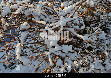 Stark verschneiten Sträucher im Garten bei Killin, Perthshire, Schottland, UK. Stockfoto