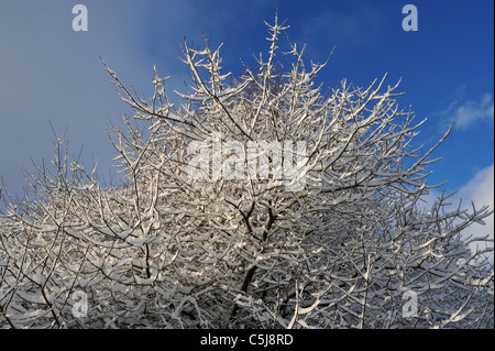 Stark verschneite Bäume und Sträucher unter einem tiefblauen Himmel bei Killin, Perthshire, Schottland, UK. Stockfoto