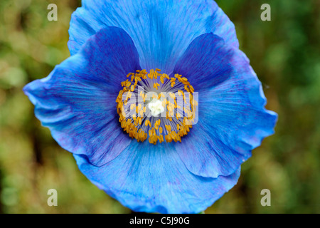 Nahaufnahme der blaue Himalaya-Mohn Meconopsis SP. in einem Garten bei Killin, Perthshire, Schottland, UK. Stockfoto