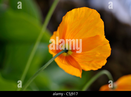 Nahaufnahme der hellen orange walisischen Mohn Meconopsis Cambrica in einem Garten bei Killin, Perthshire, Schottland, UK. Stockfoto