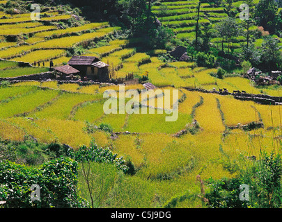 Kinder und Ziegen Barsch an der Wand inmitten von Terrassenfeldern von Reis in der Nähe von Dorf Birethanti in der Pokhara / Annapurna Stockfoto