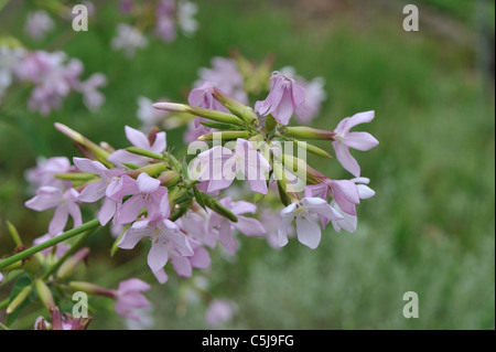 Rock-Seifenkraut - Tumbling Ted (Saponaria Ocymoides) blühen im Sommer Stockfoto