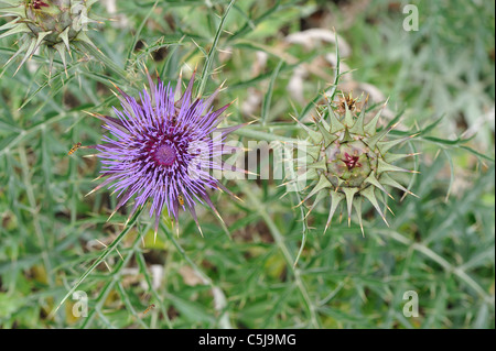 Karde - Artischocke (Cynara Cardunculus) Distel Blume & Button am Anfang des Sommers