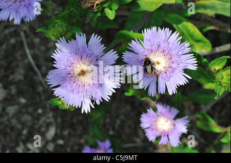 Kornblume Aster - Stokes Aster - Stokes Aster (Stokesia Laevis) blühen im Sommer Stockfoto