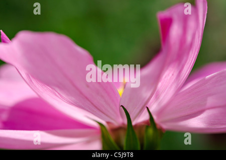 Extreme Nahaufnahme einer dunkelrosa Kosmos Blume Cosmea Bipinnatus mit Hintergrund grün. Stockfoto