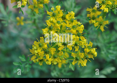 Gemeinsamen Rue - Garten Rue - Herb of Grace - Herbygrass (Ruta Graveolens) blühen im Sommer Stockfoto