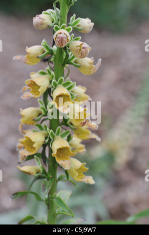 Rostige Fingerhut (Digitalis Ferruginea) blühen im Sommer Stockfoto