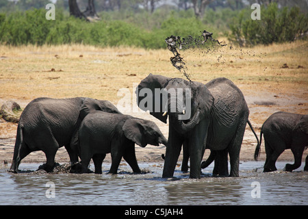 Afrikanische Elefanten (Loxodonta Africana) Baden an einer Wasserstelle in Hwange-Nationalpark, Simbabwe. Stockfoto