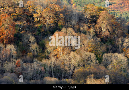 Zarte Zuckerguss Bäume teilweise noch in Herbstfarben in der Nähe von Killin, Perthshire, Schottland Stockfoto
