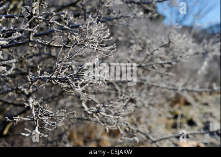 Frost schmiegt sich dicht an Schlehe Zweige, Killin, Schottland Stockfoto