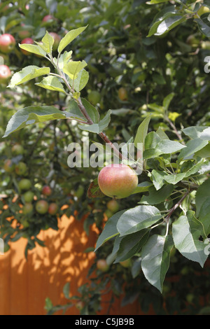Entdeckung-Apfel am Baum Stockfoto
