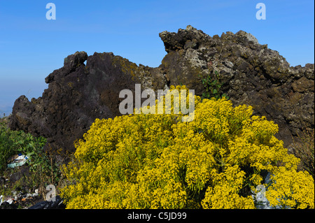 riesigen Fenchel und Lava am Ätna, Sizilien, Italien Stockfoto