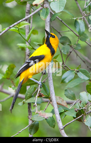 Gelbe-Breasted Trupial Stockfoto