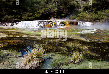 Mannschaftskapitän Terrasse, Waimangu Volcanic Valley, Rotorua, Nordinsel, Neuseeland Stockfoto