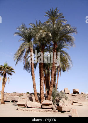 Palm-Tress in ägyptischen Tempel. Stockfoto
