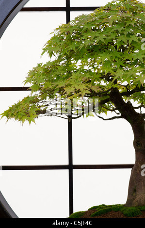 Acer Palmatum Katsura. Bonsai-japanische Ahorn-Baum Stockfoto