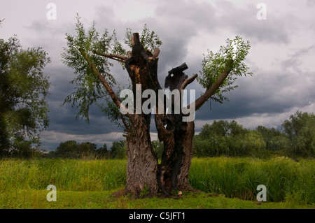 Weidenbaum verbrannt vom Blitz getroffen Stockfoto