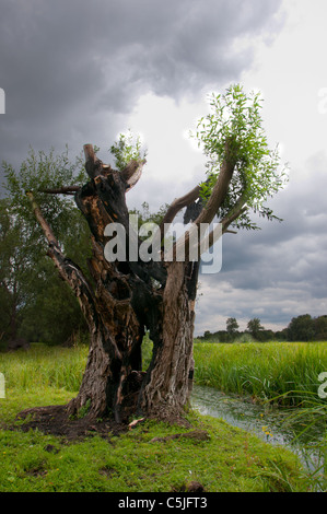 Weidenbaum verbrannt vom Blitz getroffen Stockfoto