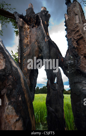 Weidenbaum verbrannt vom Blitz getroffen Stockfoto