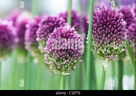 Allium Sphaerocephalon. Runde Spitze Lauch. Rundköpfigen Knoblauch Blume Stockfoto