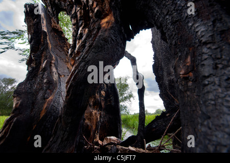 Weidenbaum verbrannt vom Blitz getroffen Stockfoto