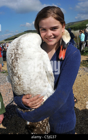 Der größte Schwan aufrunden in Großbritannien bei der Flotte Nature Reserve in Dorset. Stockfoto