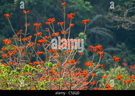 Korallenbaum Erythrina Abyssinica Blumen in Fu Chi Fa, Nord-thailand Stockfoto