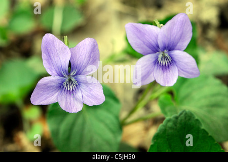 Blumen von gemeinsamen Hund Veilchen (Viola riviniana). Bedgebury Wald, Kent, Großbritannien. Stockfoto