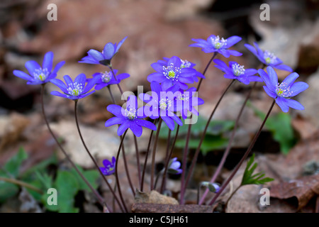 Gemeinsamen Leberblümchen / Anemone Hepatica / Lebermoos / Kidneywort (Hepatica Nobilis) im Wald, Dalarna, Schweden Stockfoto