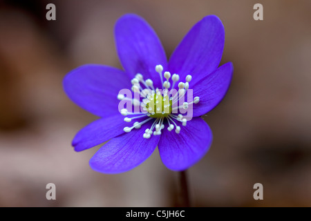 Gemeinsamen Leberblümchen / Anemone Hepatica / Lebermoos / Kidneywort (Hepatica Nobilis) im Wald, Dalarna, Schweden Stockfoto