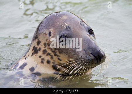 Graue Dichtung / grau Siegel (Halichoerus Grypus) schwimmen, Wattenmeer, Deutschland Stockfoto