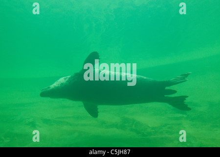 Graue Dichtung / grau Siegel (Halichoerus Grypus) Schwimmen unter Wasser, Deutschland Stockfoto