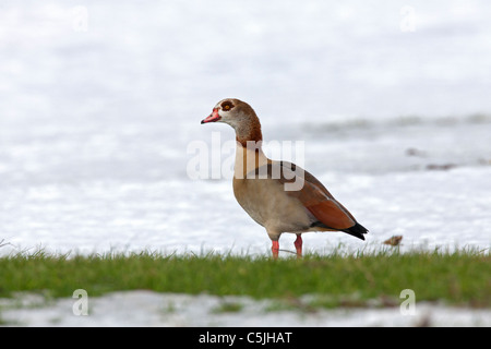 Nilgans (Alopochen Aegyptiacus) in den Schnee im Winter, Deutschland Stockfoto