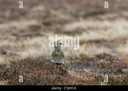 Eurasische Goldregenpfeifer (Pluvialis Apricaria) in der Tundra im Frühjahr, Schweden Stockfoto