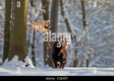 Europäischer Mufflon (Ovis Aries Orientalis / Ovis Ammon Musimon / Ovis Gmelini Musimon) Ram im Wald im Schnee im Winter Stockfoto