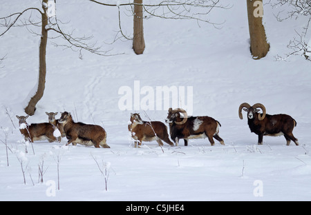 Europäischer Mufflon (Ovis Aries Orientalis / Ovis Ammon Musimon / Ovis Gmelini Musimon) Herde im Wald im Schnee im Winter Stockfoto