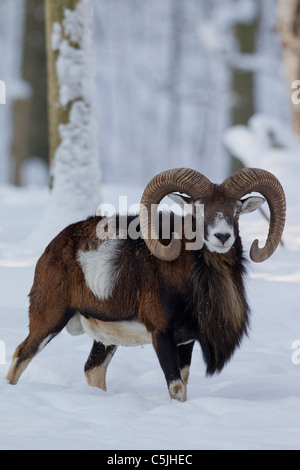 Europäischer Mufflon (Ovis Aries Orientalis / Ovis Ammon Musimon / Ovis Gmelini Musimon) Ram im Wald im Schnee im Winter, Deutschland Stockfoto