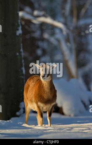 Europäischer Mufflon (Ovis Aries Orientalis / Ovis Ammon Musimon / Ovis Gmelini Musimon) weiblich in Wald im Schnee im Winter Stockfoto