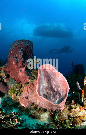 Unterwasserfotograf schwimmt Vergangenheit ein Tauchboot und ein sehr schönes Riff Schwamm in der Karibik Fass. Stockfoto