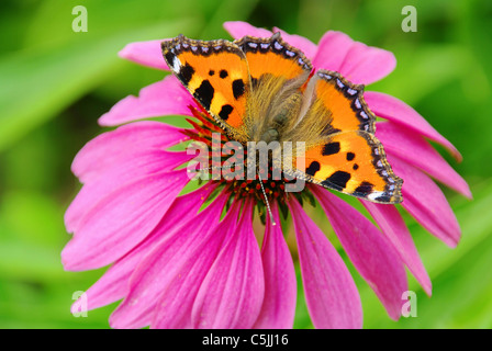 Tagpfauenauge Auf Purpursonnenhut - Europäische Pfau auf lila Sonnenhut-03 Stockfoto