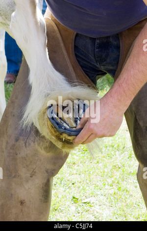 Eine qualifizierte Arbeit Hufschmied heiß beschlagen eines Pferdes Stockfoto