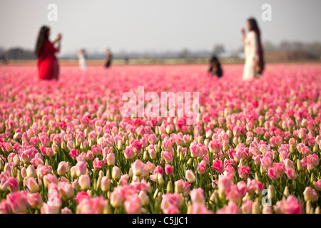 Touristen in einem rosa Tulpen (Tulipa), Keukenhof, Niederlande, Europa Stockfoto