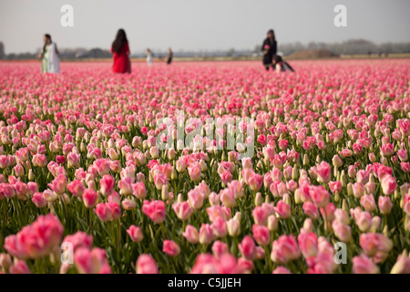 Touristen in einem rosa Tulpen (Tulipa), Keukenhof, Niederlande, Europa Stockfoto