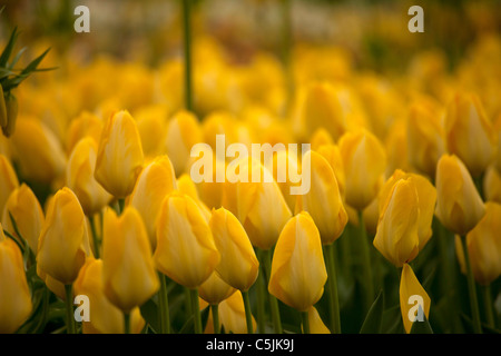 Bereich mit gelben Tulpen (Tulipa), Keukenhof, Niederlande, Europa Stockfoto