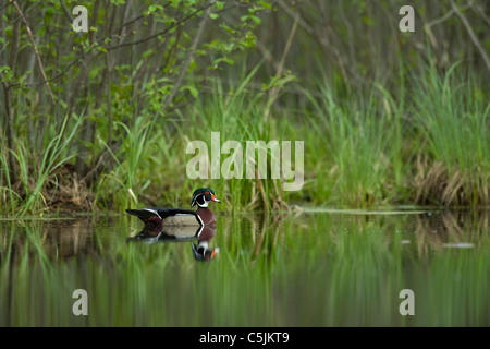 Brautente Drake am Teich Aix Sponsa Osten der Vereinigten Staaten Stockfoto