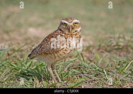 Kanincheneule auf dem Rasen in Venezuela Stockfoto