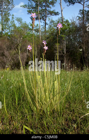 Thread-leaved Sonnentau in voller Blüte Drosera Filiformis Var Tracyi Florida USA Stockfoto