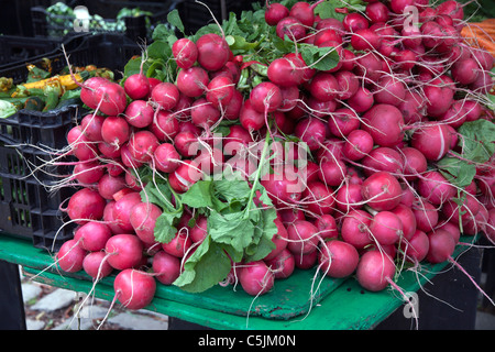 Die Trauben der Radieschen Raphanus Sativus in Brooklyn New York USA Markt Stockfoto