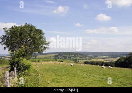 Country-Szene in South Downs National Park Hügeln mit Schafe grasen im Sommer. Charlton Down Chichester West Sussex England UK Stockfoto