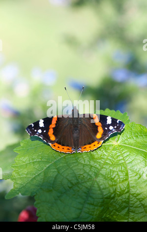 Vanessa Atalanta. Red Admiral Schmetterling auf einer Pflanze Blatt Stockfoto